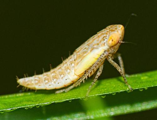 Réf. 342 848 : Deltocephalinae inconnu